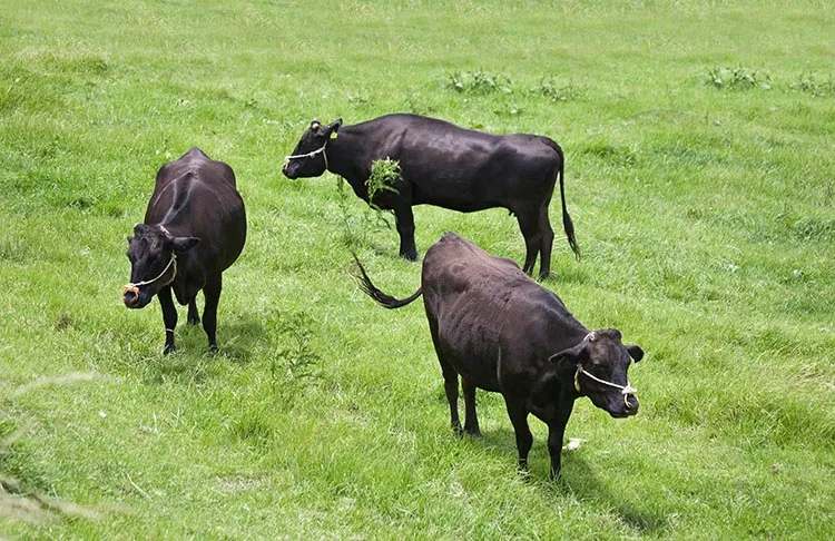 Wagyu cattle